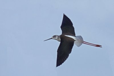 Algarve Birds
