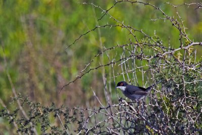 Sardinian Warbler_4.jpg