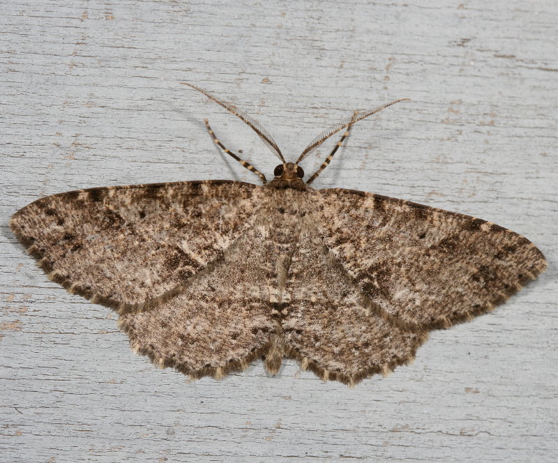 Hodges#6620 * Canadian Melanolophia * Melanolophia canadaria