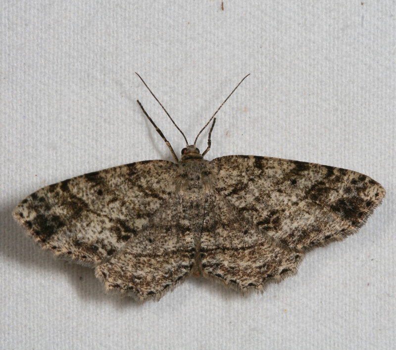 Hodges#6620 * Canadian Melanolophia * Melanolophia canadaria