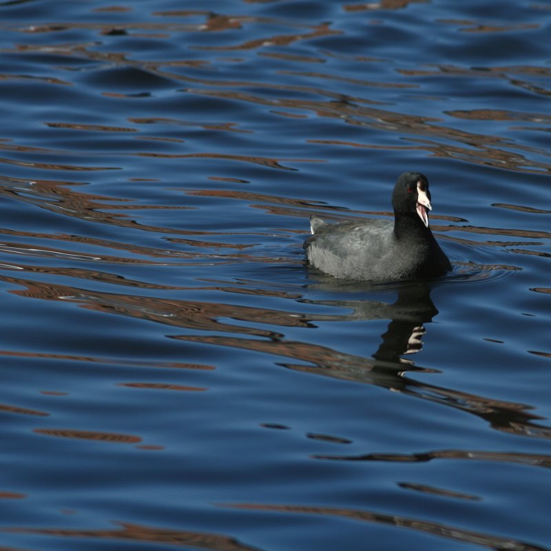 American Coot