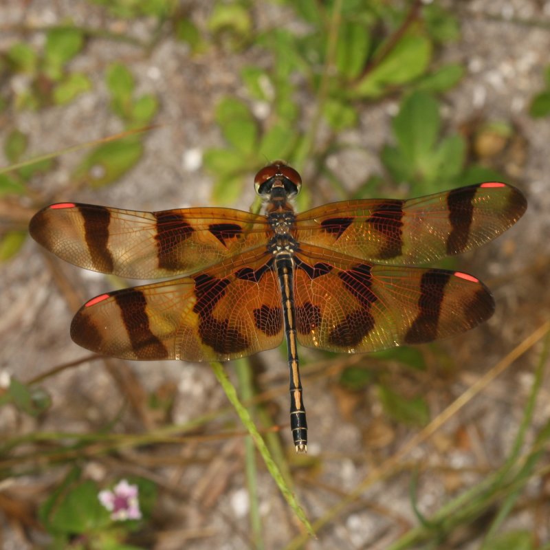 Halloween Pennant