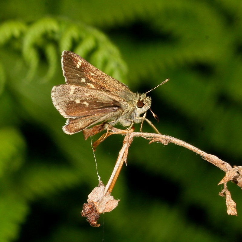 Pepper-and-Salt Skipper