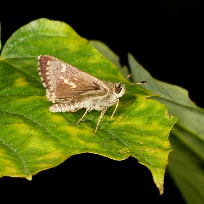 Pepper-and-Salt Skipper