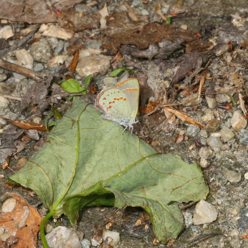 Early Hairstreak