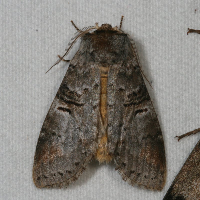 Hodges#7930 * Linden Prominent * Ellida caniplaga