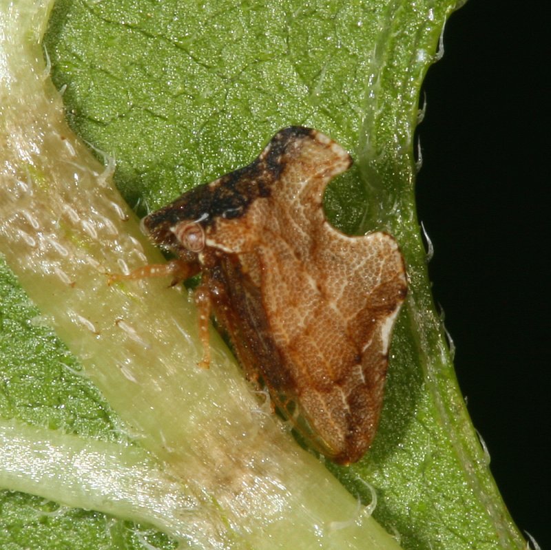 Entylia carinata 