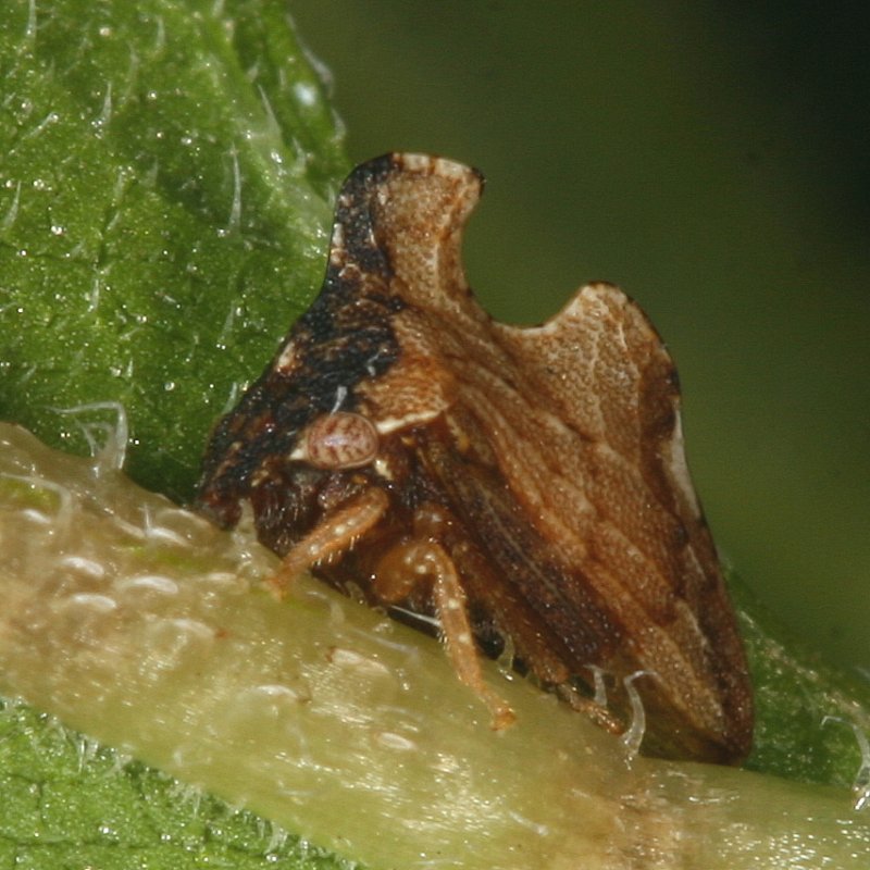 Entylia carinata 