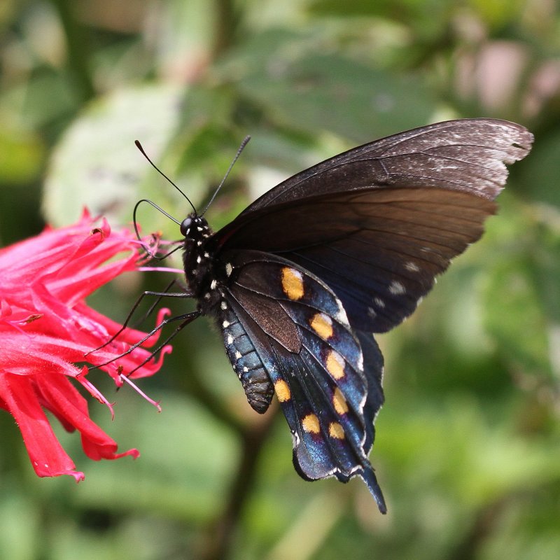 Pipevine Swallowtail