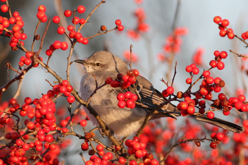 Northern Mockingbird