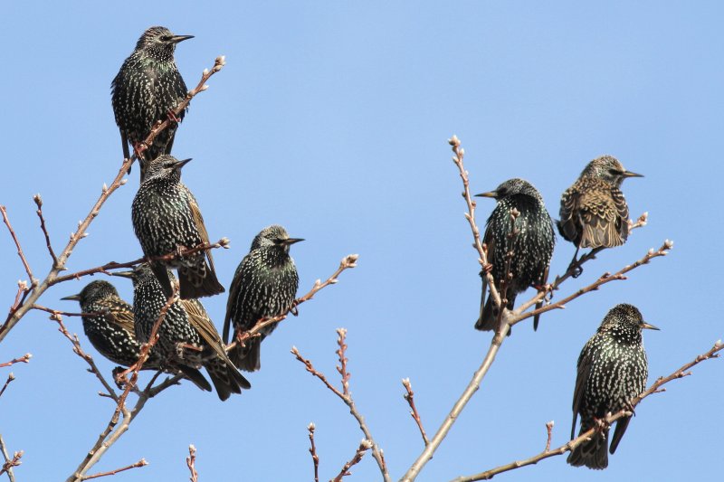 European Starlings