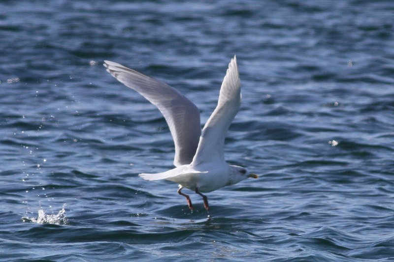 Iceland Gull