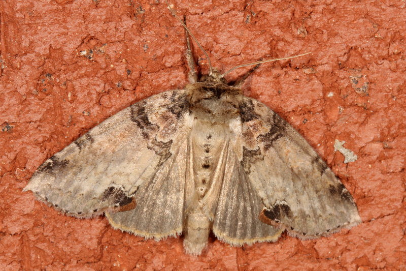 Hodges#6237  * Tufted Thyatirin * Pseudothyatira cymatophoroides