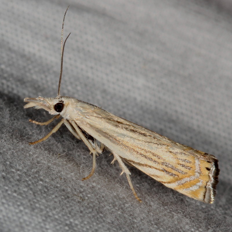 Hodges#5391 * Cranberry Girdler * Chrysoteuchia topiaria