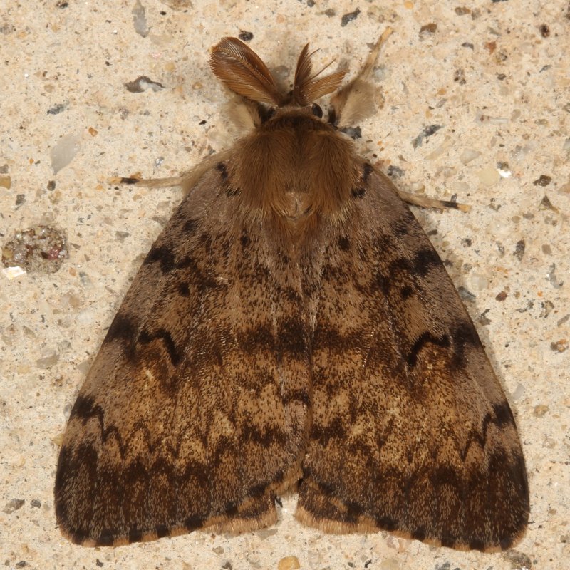 Hodges#8318 * Gypsy Moth ♂ * Lymantria dispar