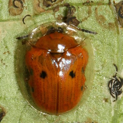 Cassidinae : Tortoise Beetles & the Hispines