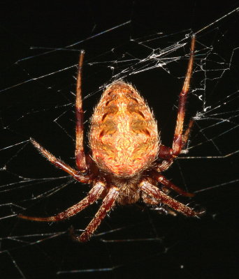 Arabesque Orbweaver