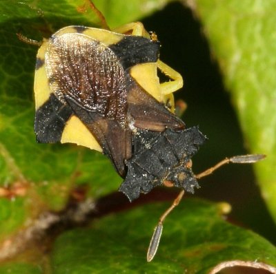 Phymata pennsylvanica