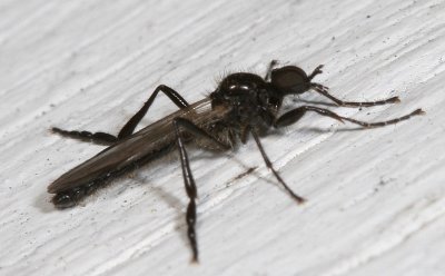 Bibio slossonae ♂