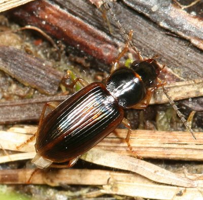 Stenolophus ochropezus