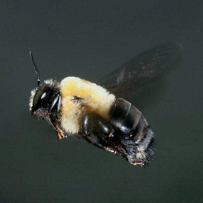 Xylocopinae : Carpenter Bees