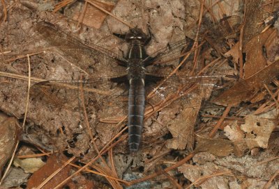 White Corporal ♀