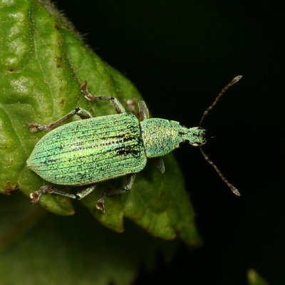 Polydrusus formosus * Green Immigrant Leaf Weevil