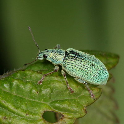 Polydrusus formosus * Green Immigrant Leaf Weevil