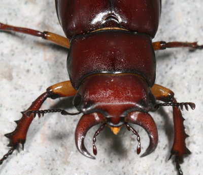 Lucanus capreolus : Reddish-brown Stag Beetle