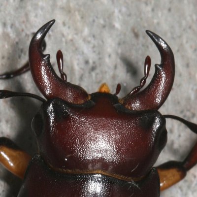 Lucanus capreolus ♂