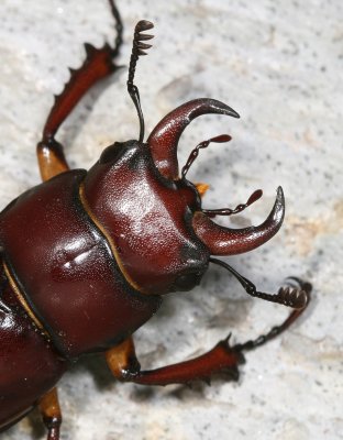 Lucanus capreolus ♂