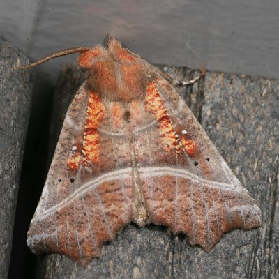 Noctuidae - Catocalinae less Catocala Moths : 8490 - 8769