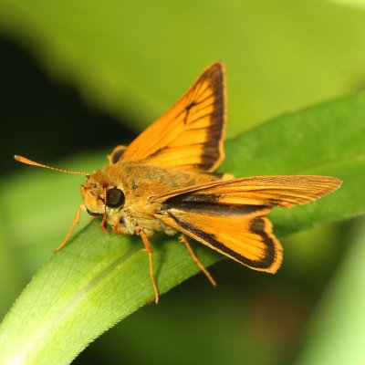 Delaware Skipper ♂
