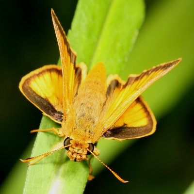 Delaware Skipper ♂