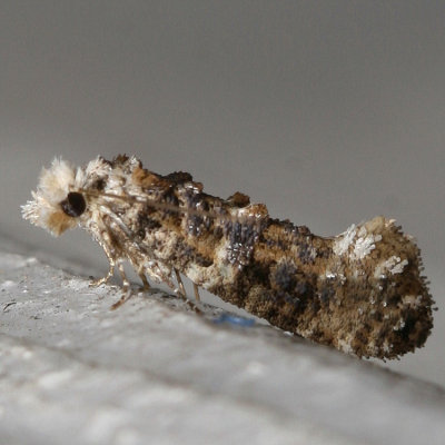 Hodges#0317 * Speckled Xylesthia Moth * Xylesthia pruniramiella