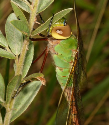 Common Green Darner ♀