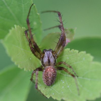 Arabesque Orbweaver