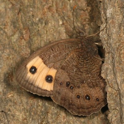 Common Wood-Nymph