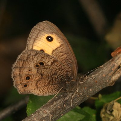 Common Wood-Nymph