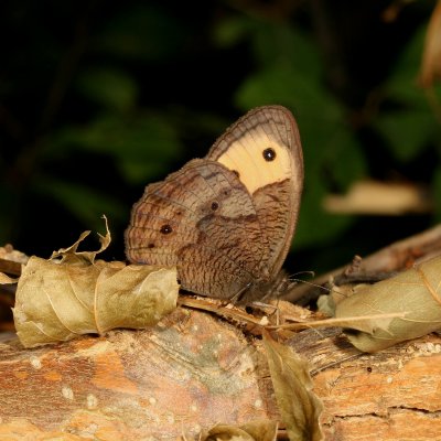 Common Wood-Nymph