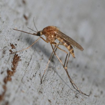 Ochlerotatus cantator * Brown Saltmarsh Mosquito