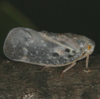 Citrus Flatid Planthopper