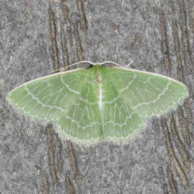 Hodges#7058 * Wavy-lined Emerald Moth * Synchlora aerata