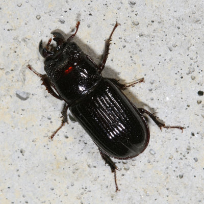 Ceruchus piceus ♂