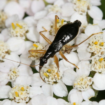 Nabidae : Damsel Bugs