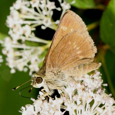 Little Glassywing