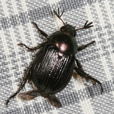 Oriental Beetle