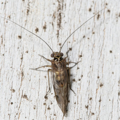 Metylophorus novaescotiae ♂