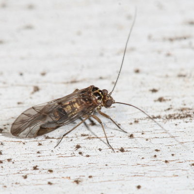 Metylophorus novaescotiae ♂