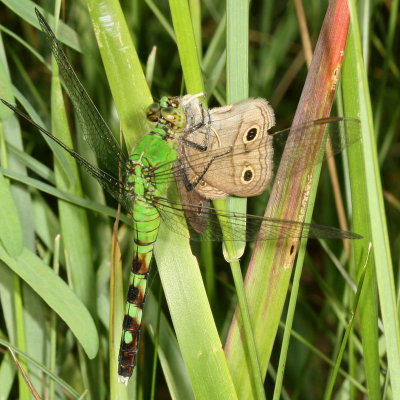 Little Wood Satyr caught by a Common Pondhawk